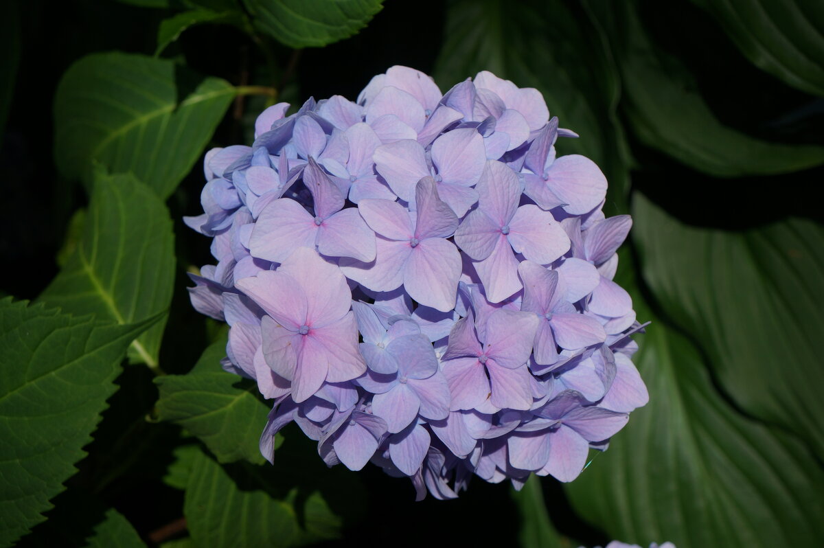 ~ *** ~ - Алёна Савина