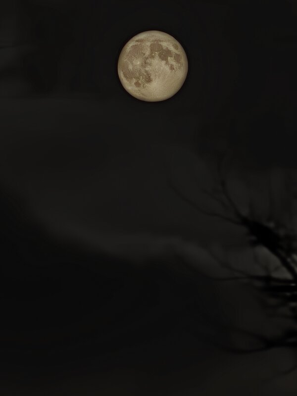 Лунный ориол - Андрей 