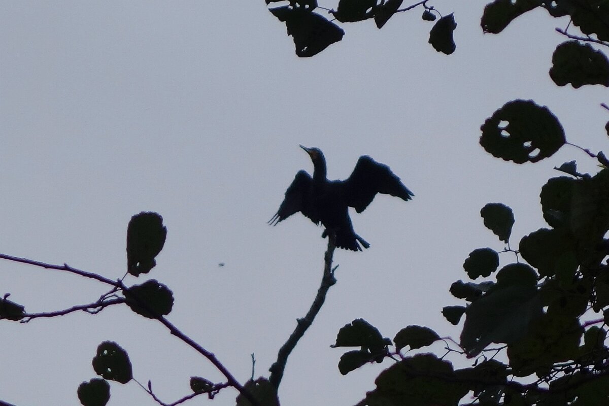 Магия монохрома - Рита Симонова