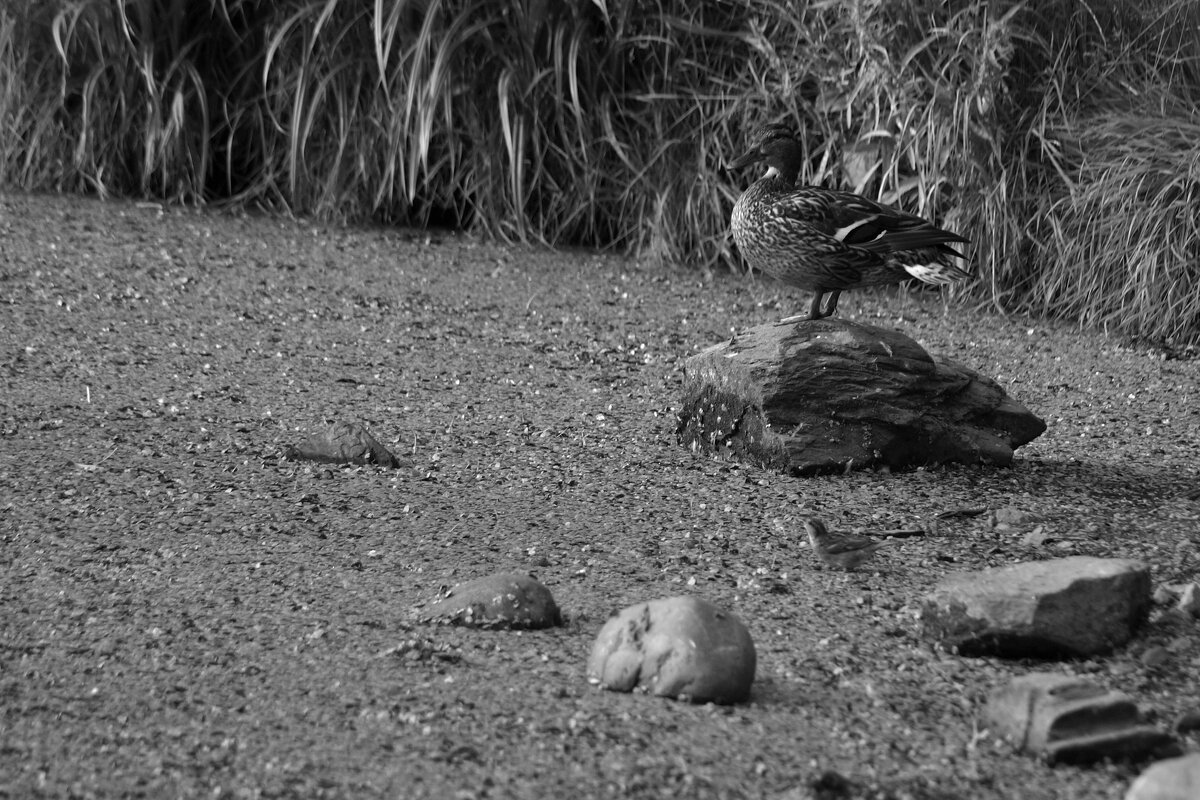 *** - Сергей Сергеев