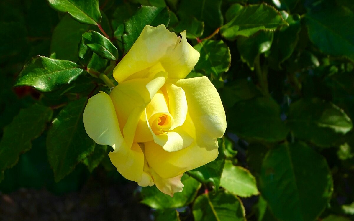 Зимой о цветах - Милешкин Владимир Алексеевич Зимой о цветах - Милешкин Владимир Алексеевич