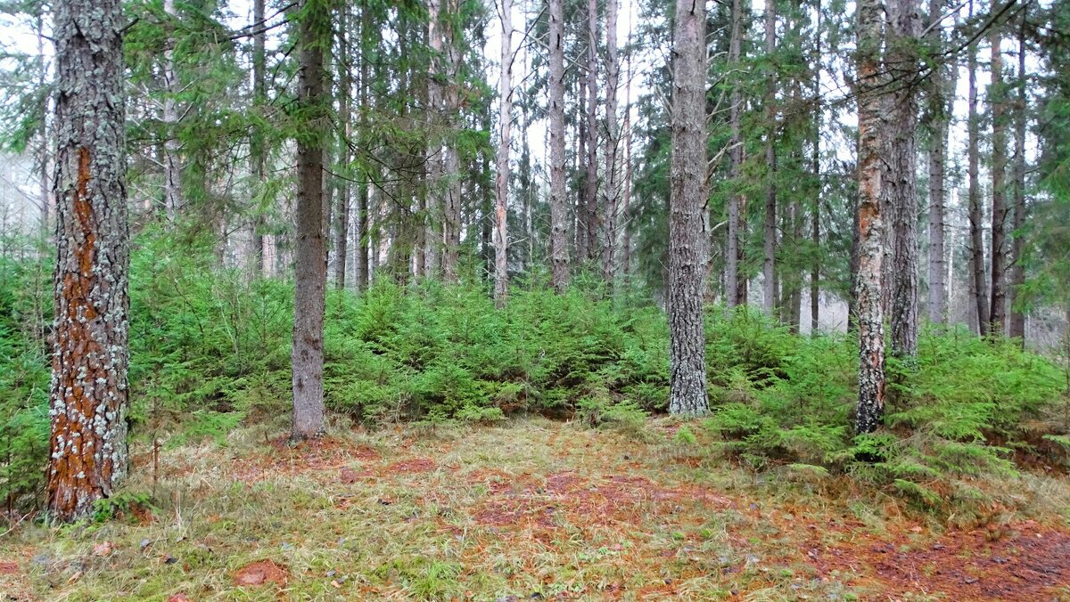 В первый день зимы. - Милешкин Владимир Алексеевич В первый день зимы. - Милешкин Владимир Алексеевич