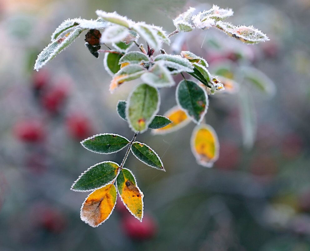 Заморозки - ZNatasha - Заморозки - ZNatasha -