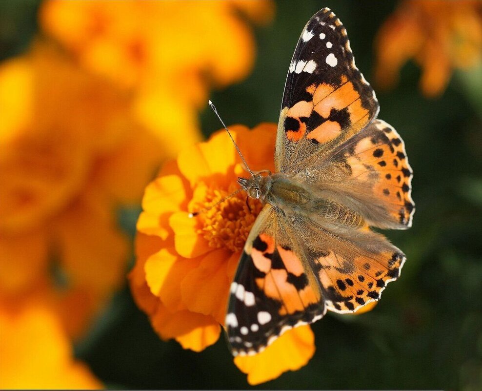 Бабочка - ZNatasha - Бабочка - ZNatasha -