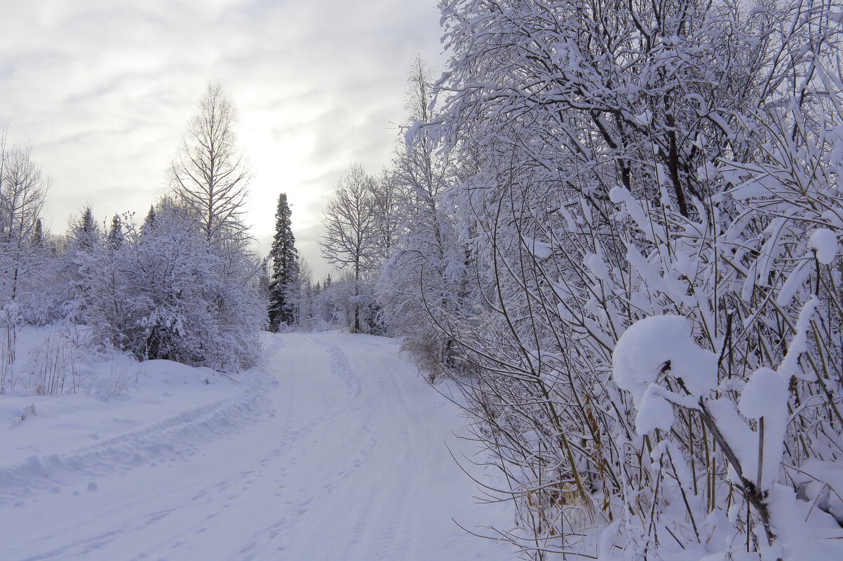 Следы невиданных зверей и наши - Нина северянка