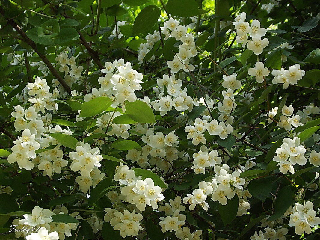 Жасмин - Freddy 97