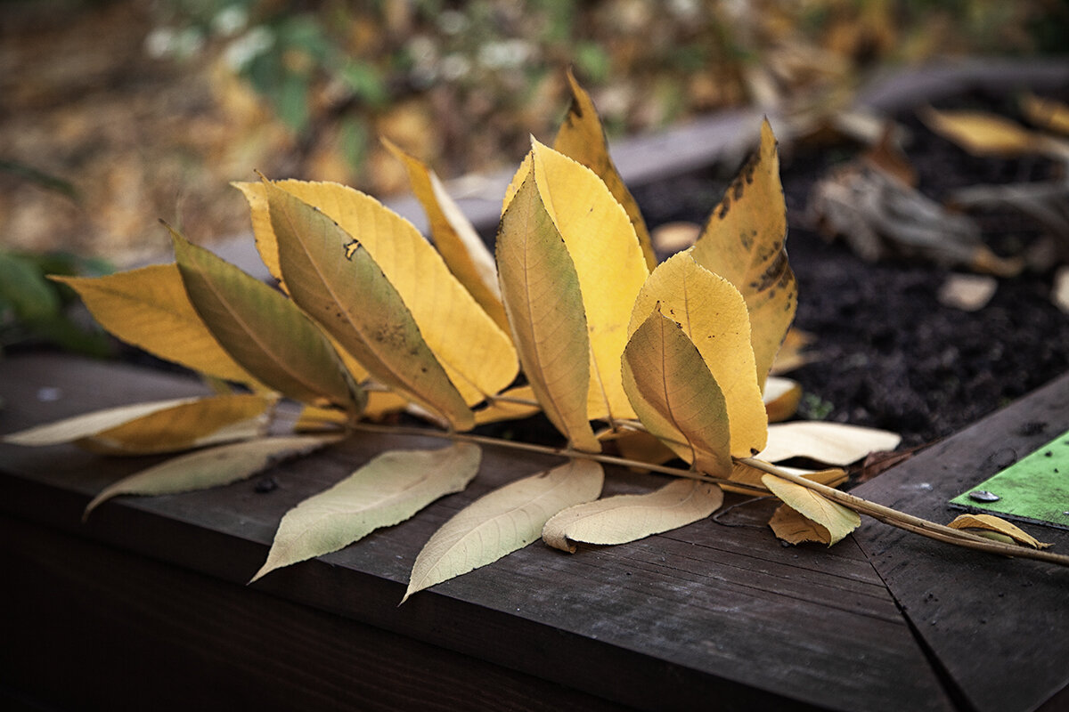 Осенний логотип. - Лилия * Осенний логотип. - Лилия *