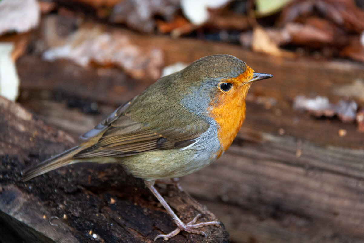 Малиновка. - Alexandr Gunin Малиновка. - Alexandr Gunin