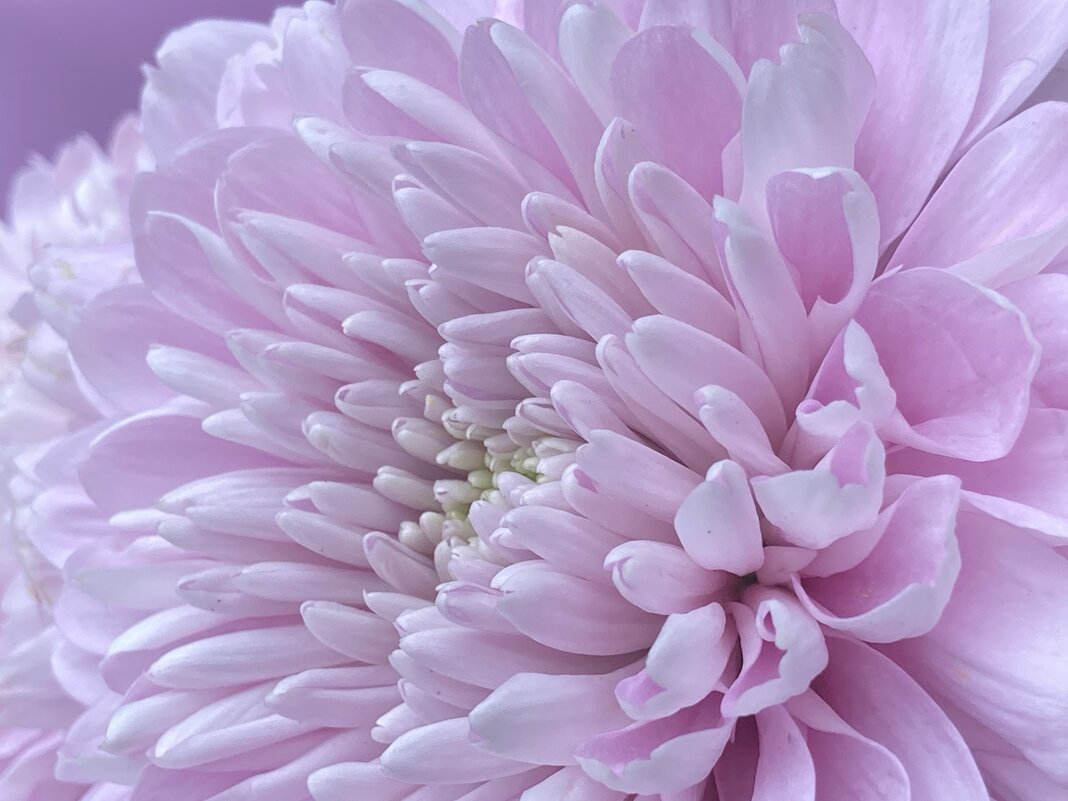 Хризантема - Ольга Савельева 