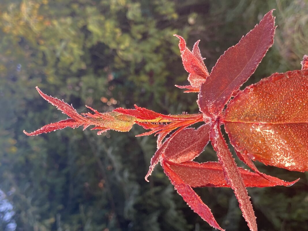 Роза на морозе - Ольга Савельева 