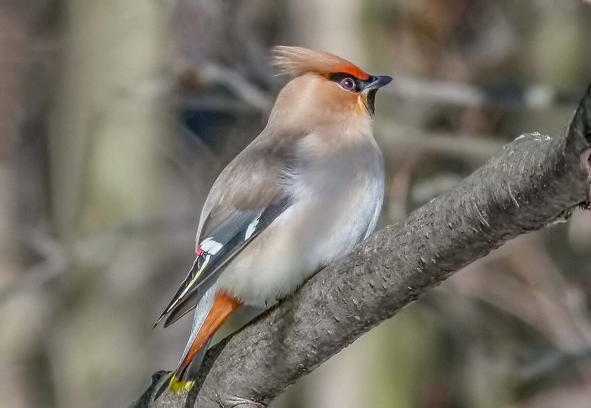 Свиристель. - Nik Lovec Свиристель. - Nik Lovec