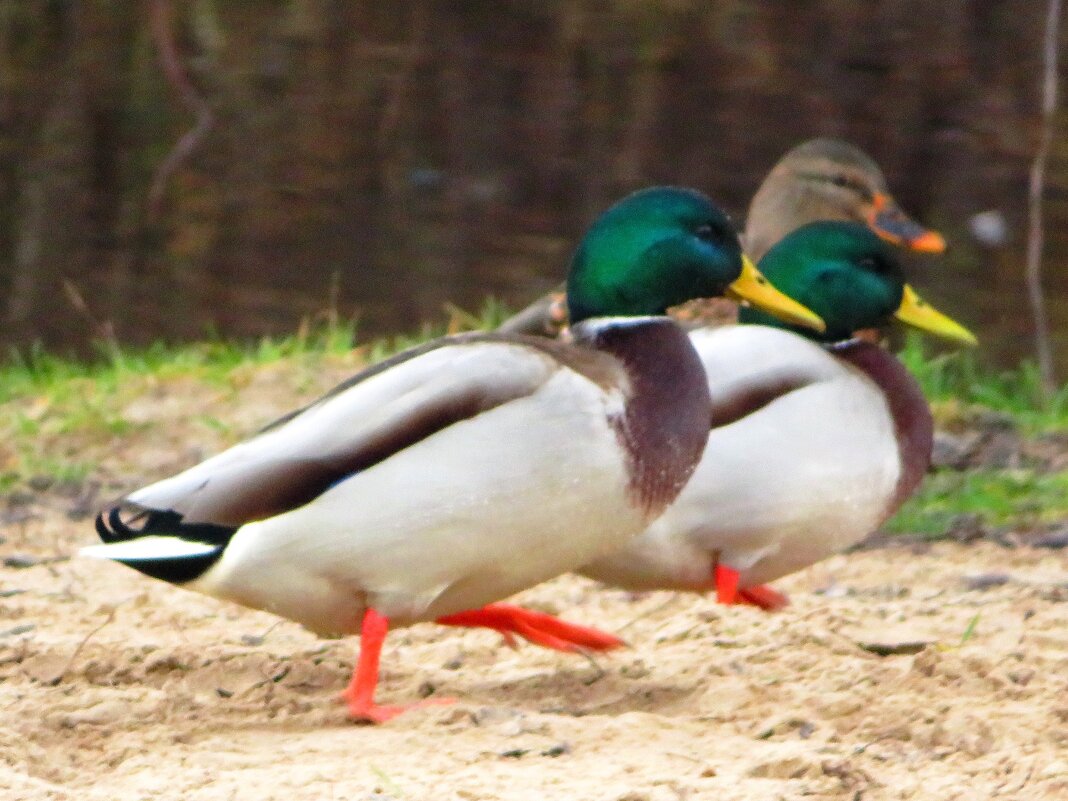 Шагают строем - Андрей Снегерёв Шагают строем - Андрей Снегерёв
