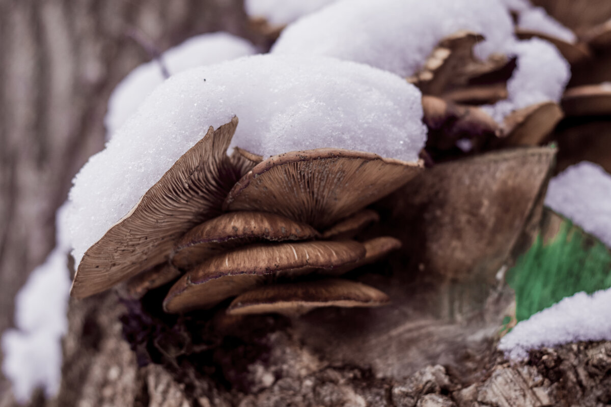 ИЖЕВСК - Зима 7-12-2025 года ГРИБЫ - Владимир Максимов ИЖЕВСК - Зима 7-12-2025 года ГРИБЫ - Владимир Максимов