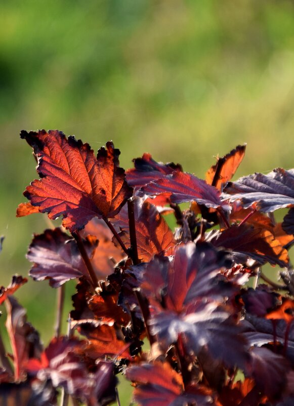*** - Павленко Михаил 