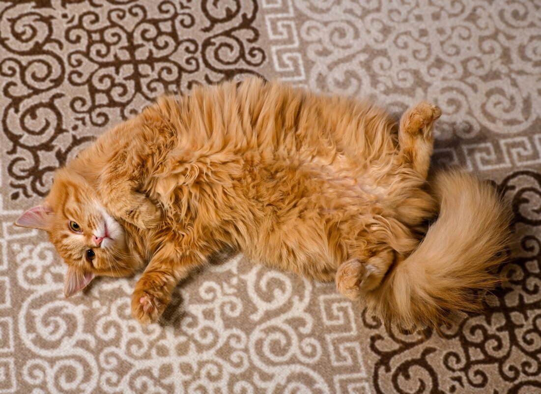 Жужа - Вадим 