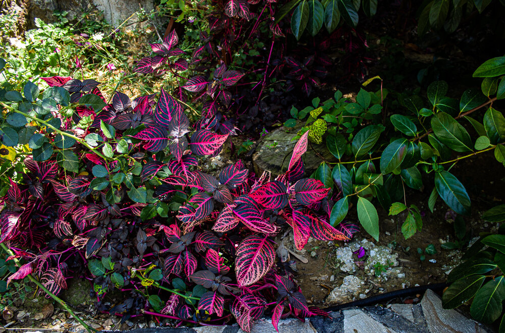То, что у нас растет на окне в горшках, в Турции растет на улице - Светлана SvetNika17 То, что у нас растет на окне в горшках, в Турции растет на улице - Светлана SvetNika17
