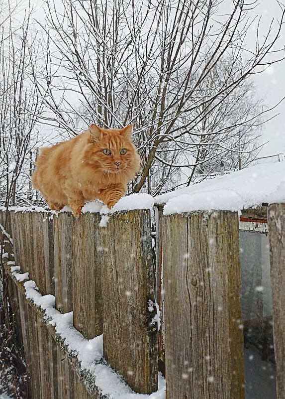 Кот Семён - Светлана Кузнецова Кот Семён - Светлана Кузнецова