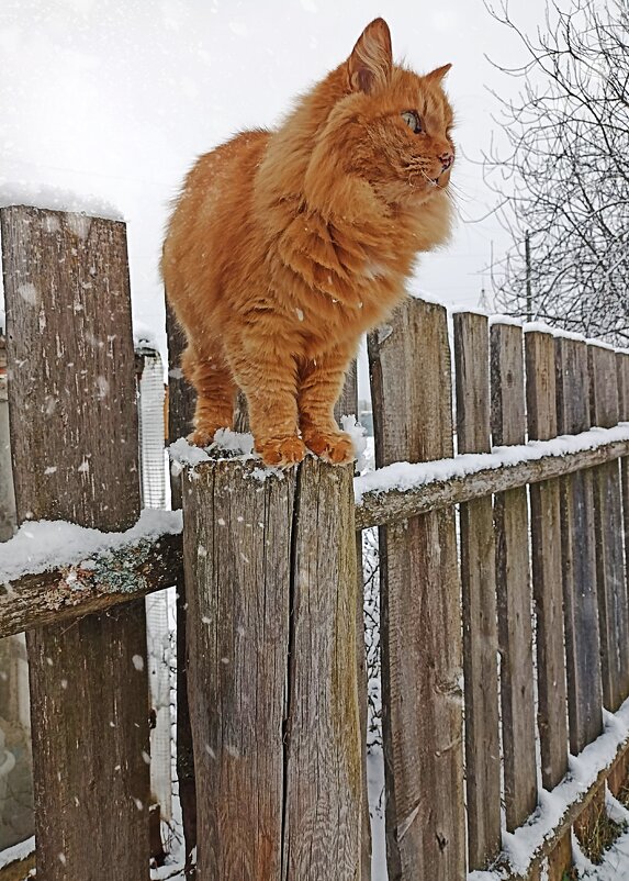 Кот Семён - Светлана Кузнецова Кот Семён - Светлана Кузнецова