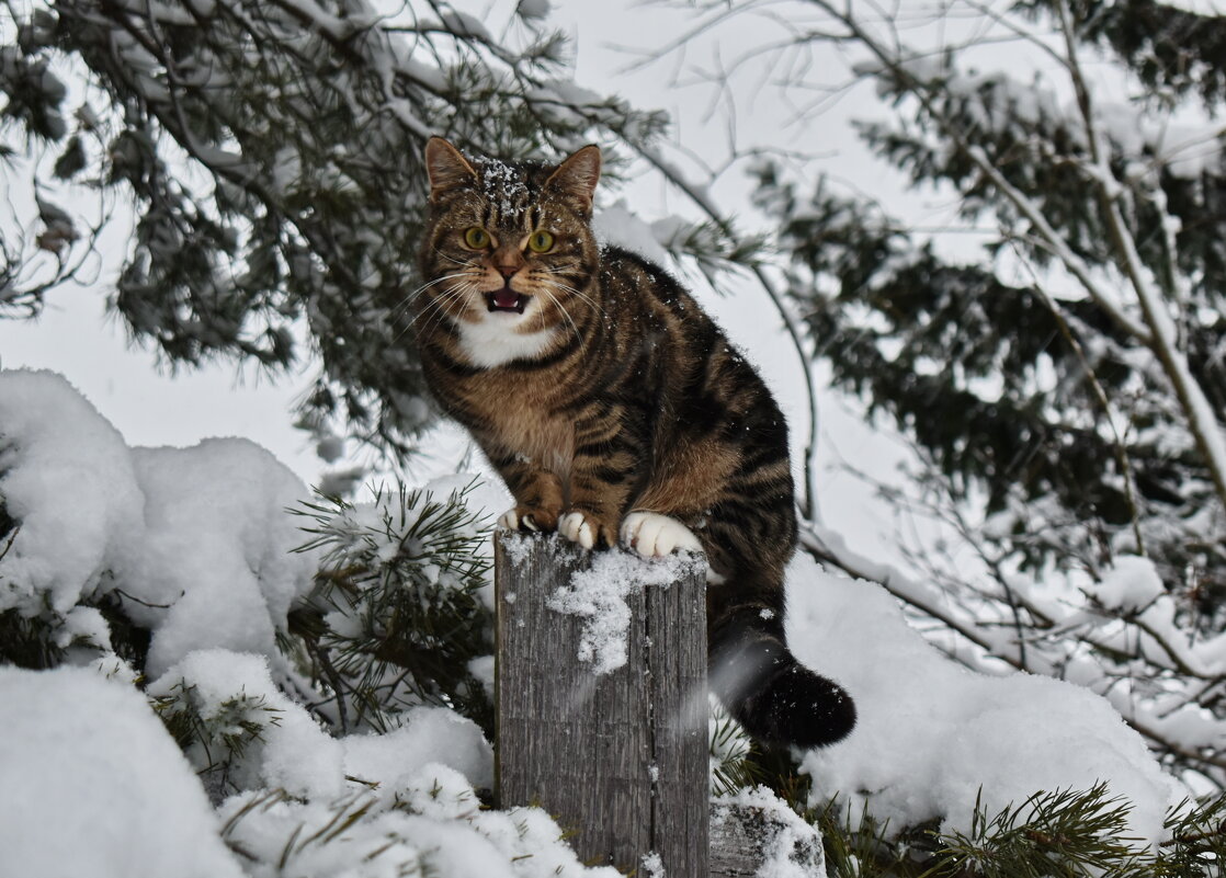 Такого снегопада давно не помнят здешние места - Роман Пацкевич