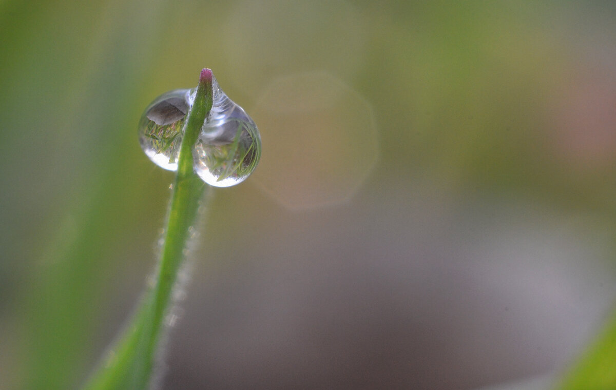 Водяное сердечко...две капельки - росинки... - Надежда Куркина 