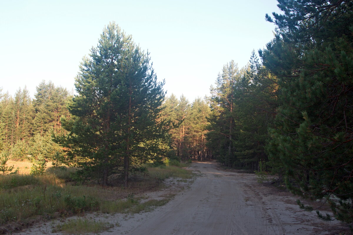 Дорога в лес. - ВикТор Быстров Дорога в лес. - ВикТор Быстров