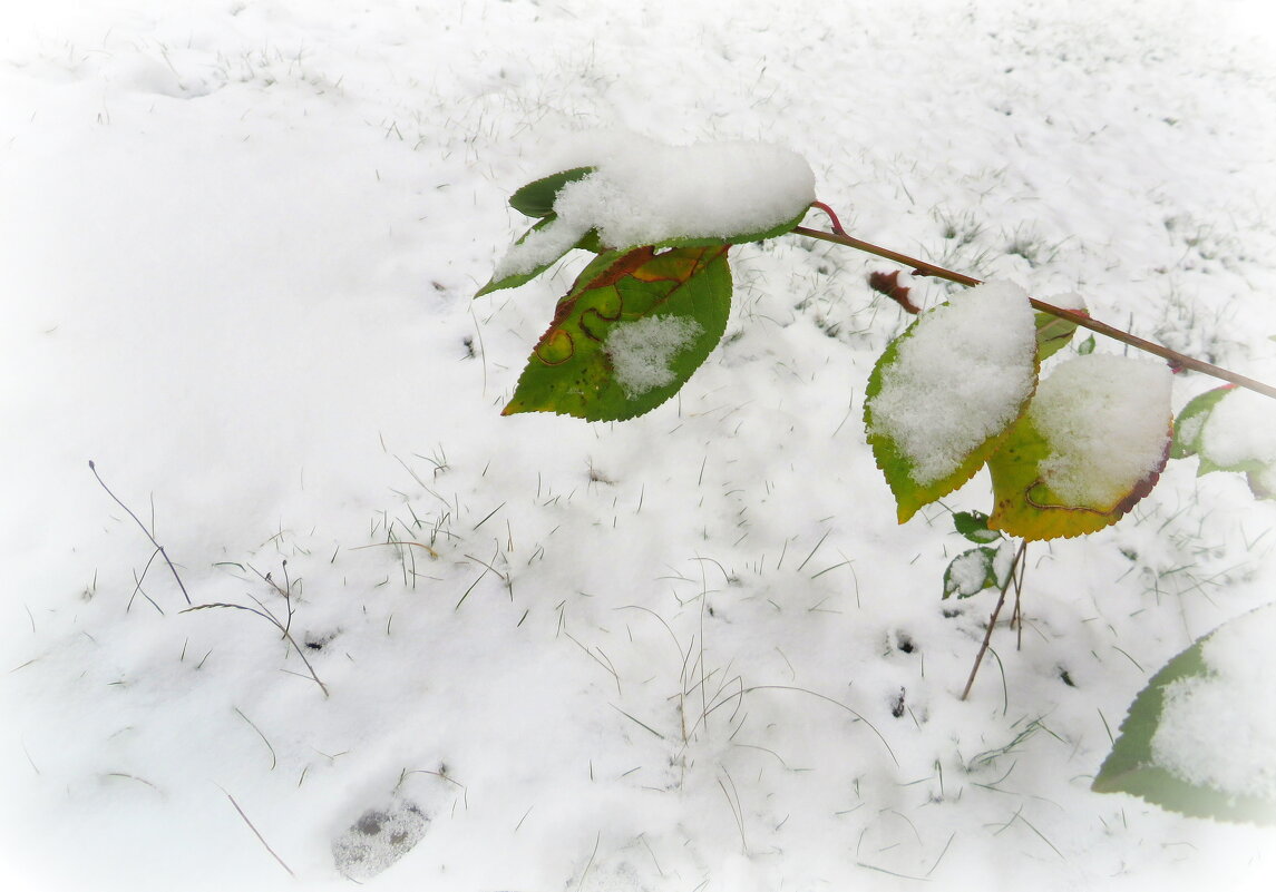 Снежная шубка - Ирина Олехнович