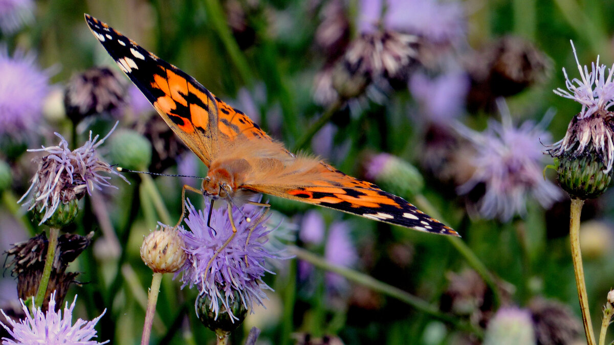 опять про бабочек...144 - Александр Прокудин