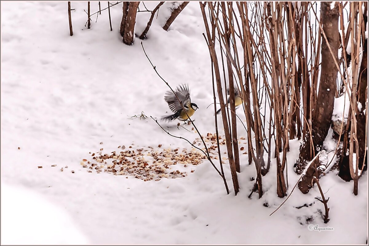 Снегопад... - Aquarius - Сергей