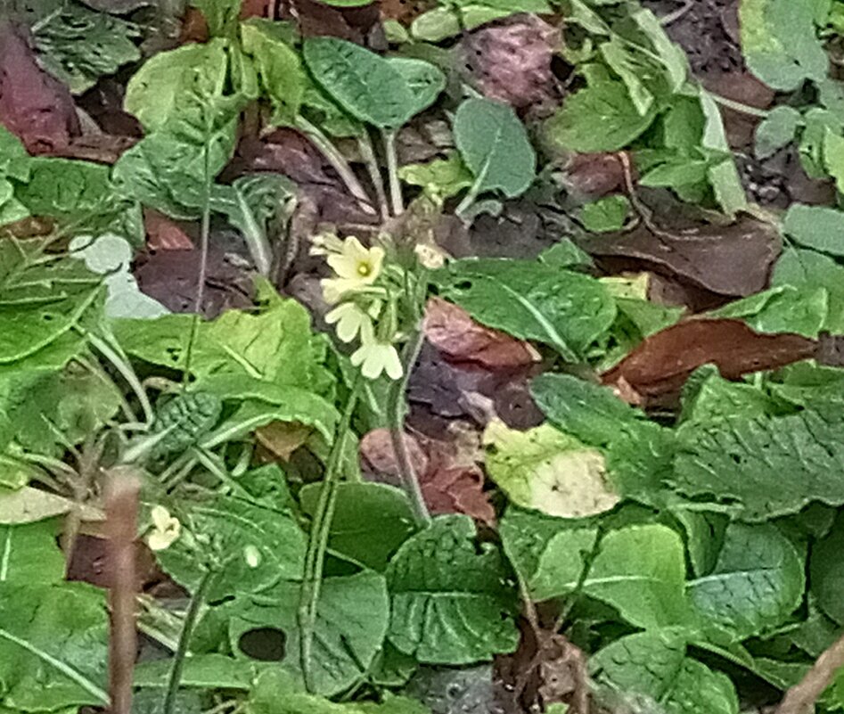 Примула - Сапсан 