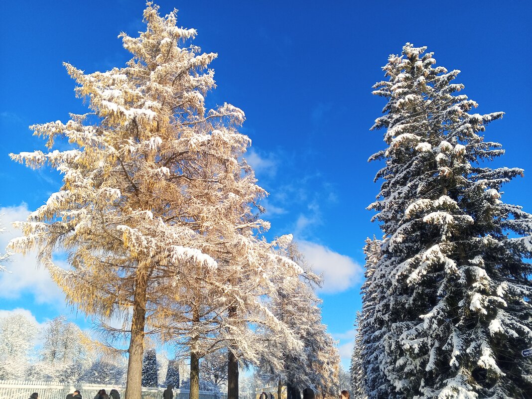 Осень - Сапсан 