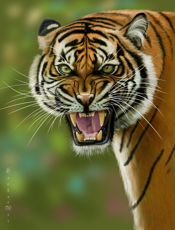 Тигр - Наталия Львова