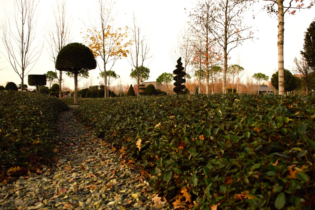 Это елки? - Юрий Полторыхин.