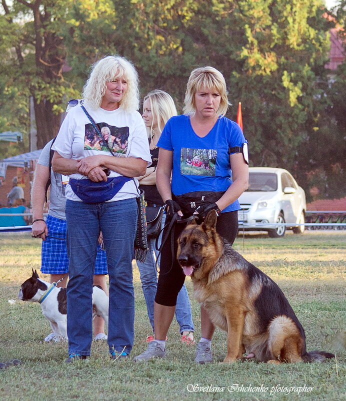 Фото с выставки собак. - Светлана Ищенко Фото с выставки собак. - Светлана Ищенко