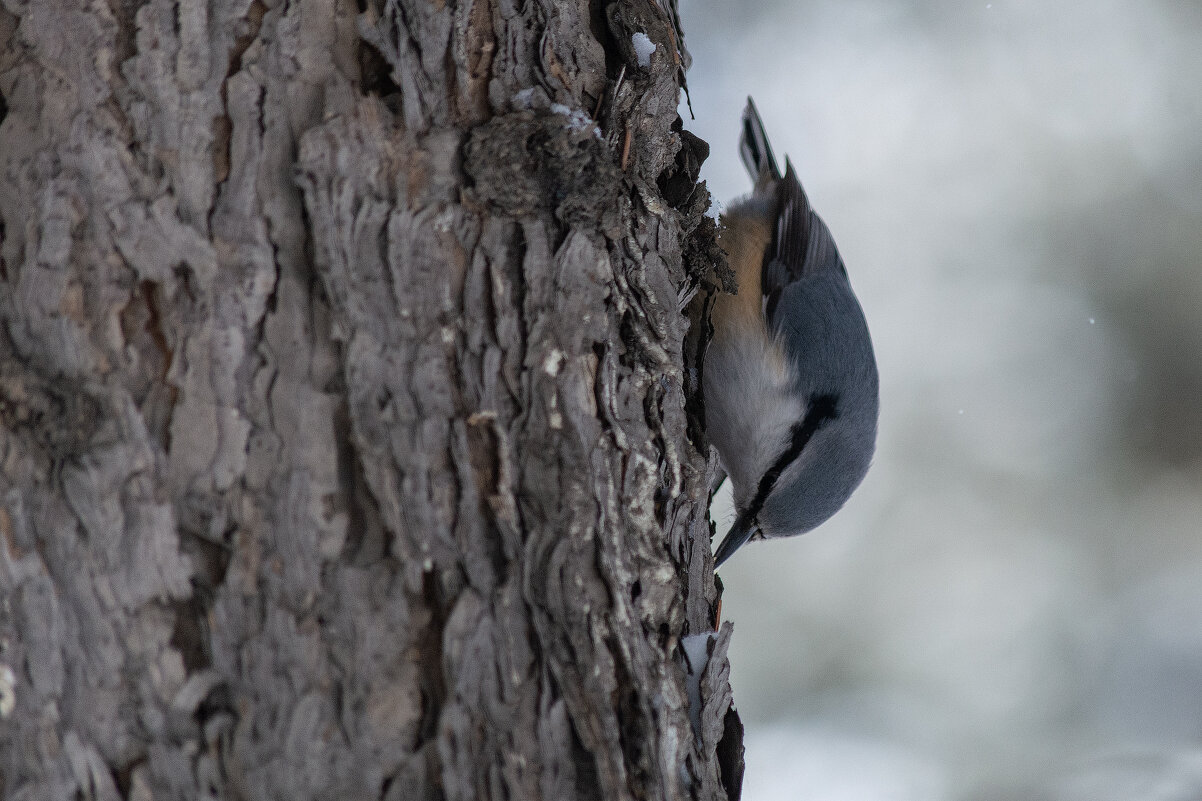 Поползень - Виктор Иванович Чернюк