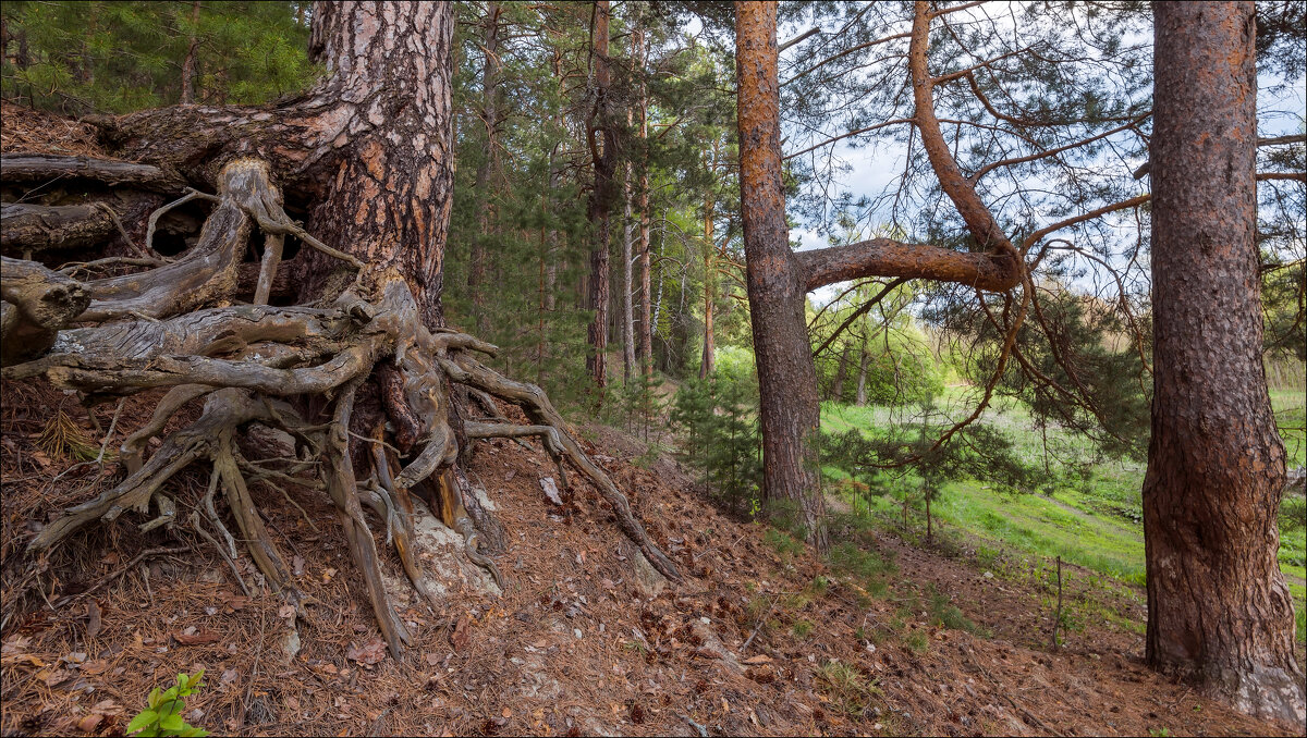 Сосны - **** vedin