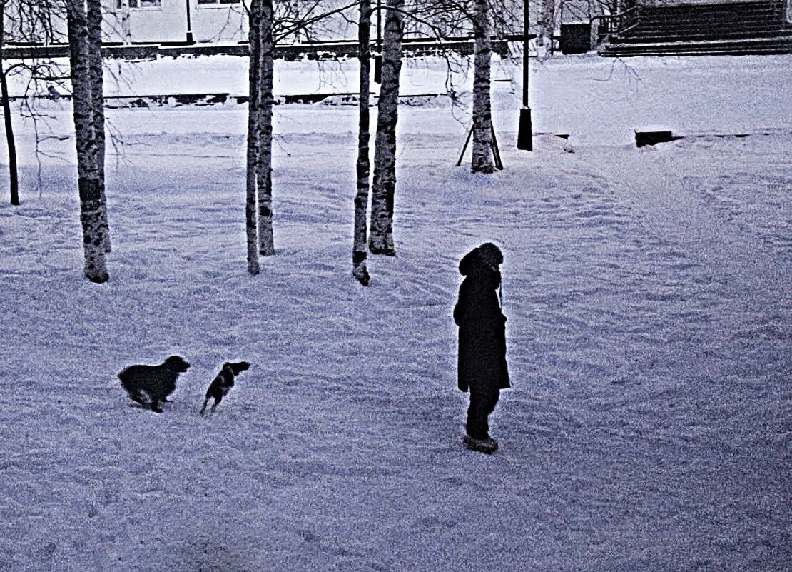 Декабрь...Игривые песики! - Владимир 