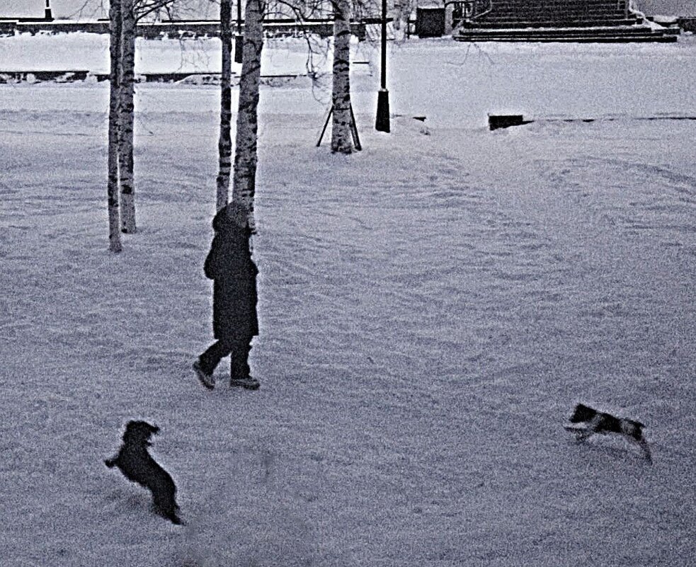 Утро декабря...Два игривых песика! - Владимир 