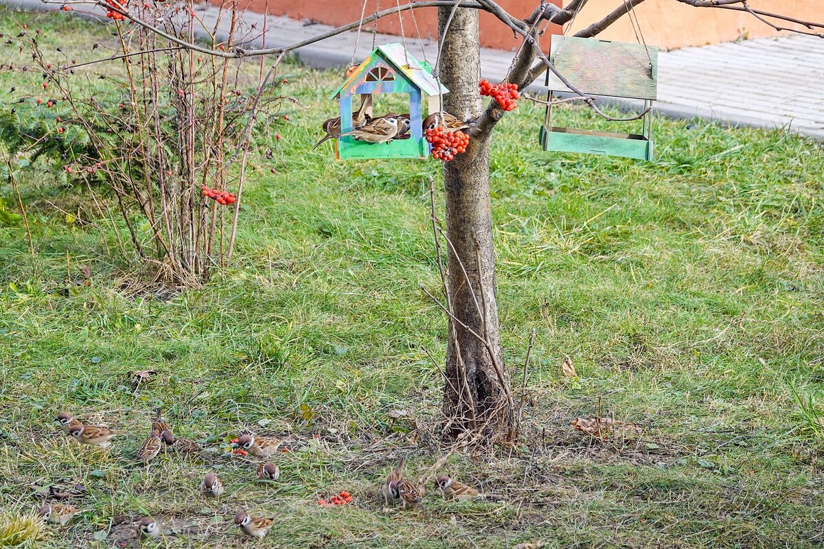 Налетели воробьи - Валерий Иванович