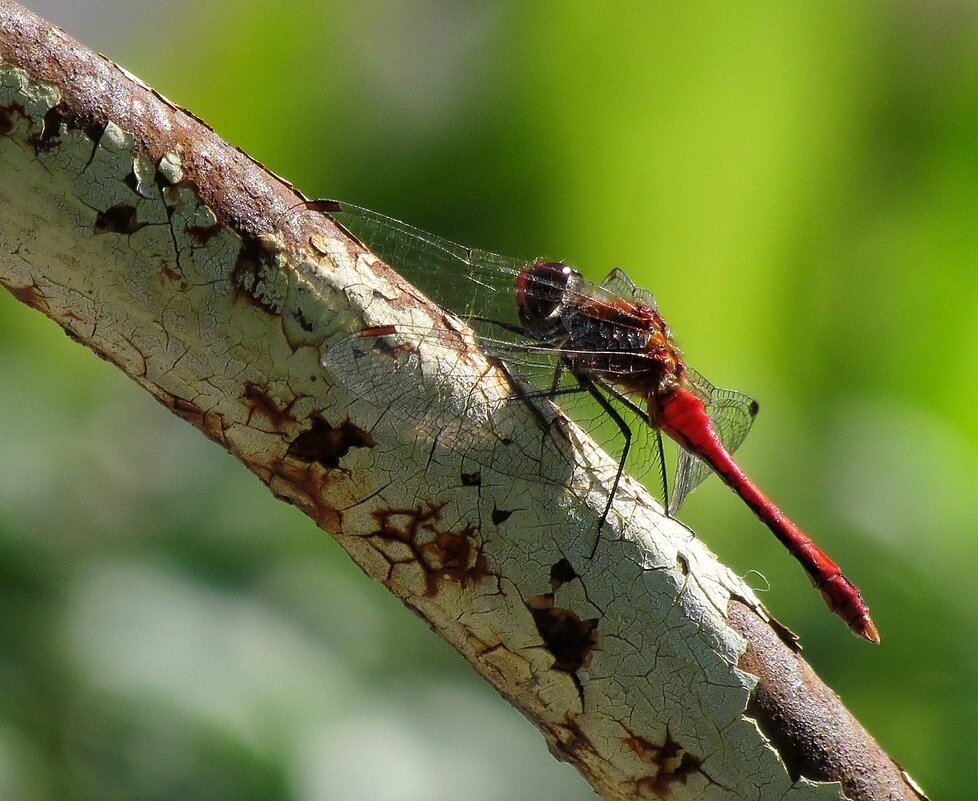 Живность - Роман Савоцкий