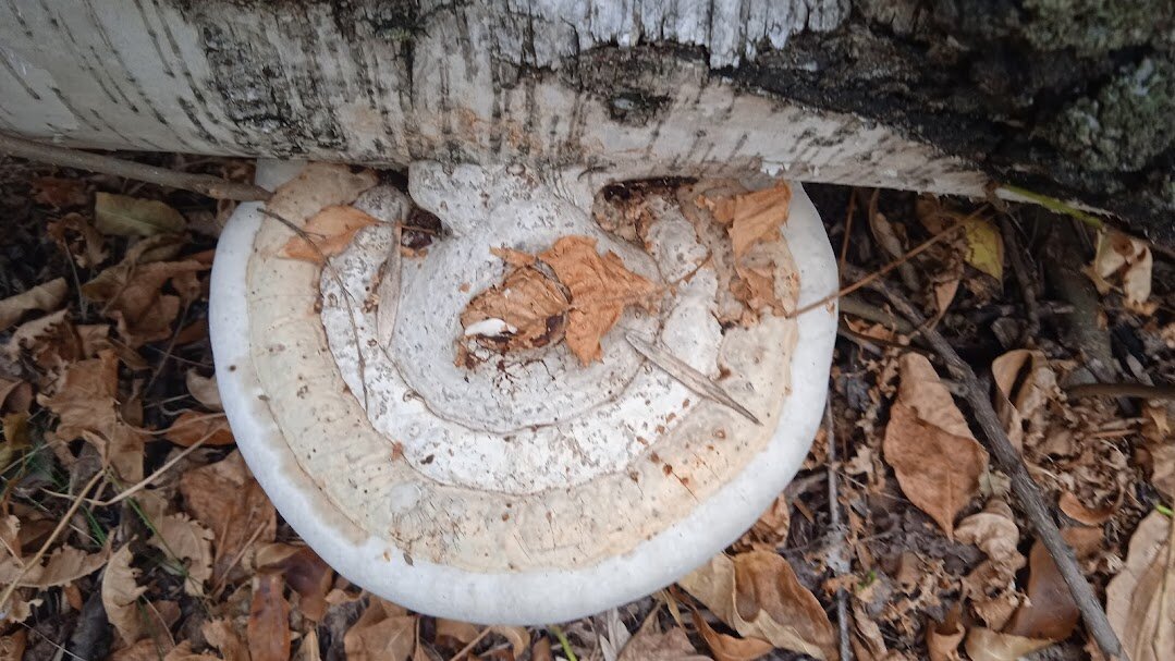 про грибы - Елена Шаламова