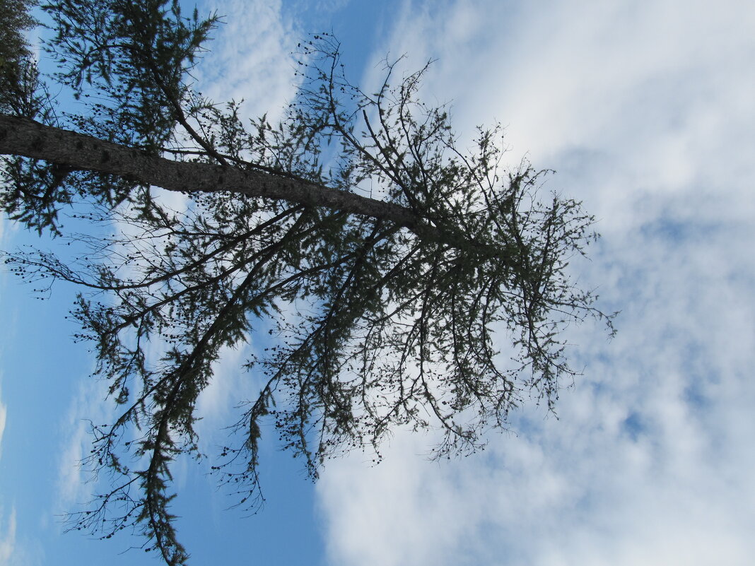 ........ - Елена Шаламова