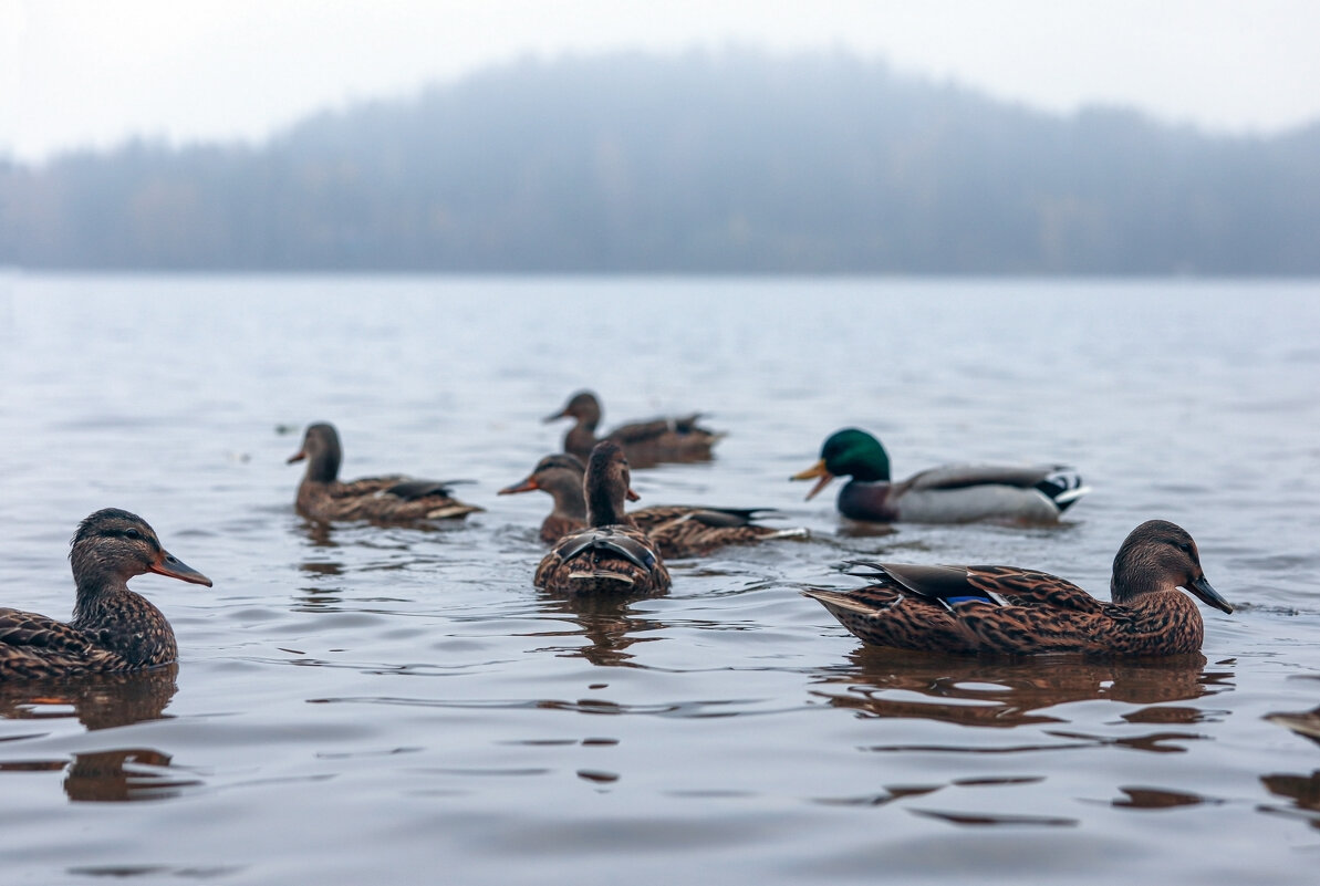 Кавголовское озеро - skijumper Иванов Кавголовское озеро - skijumper Иванов