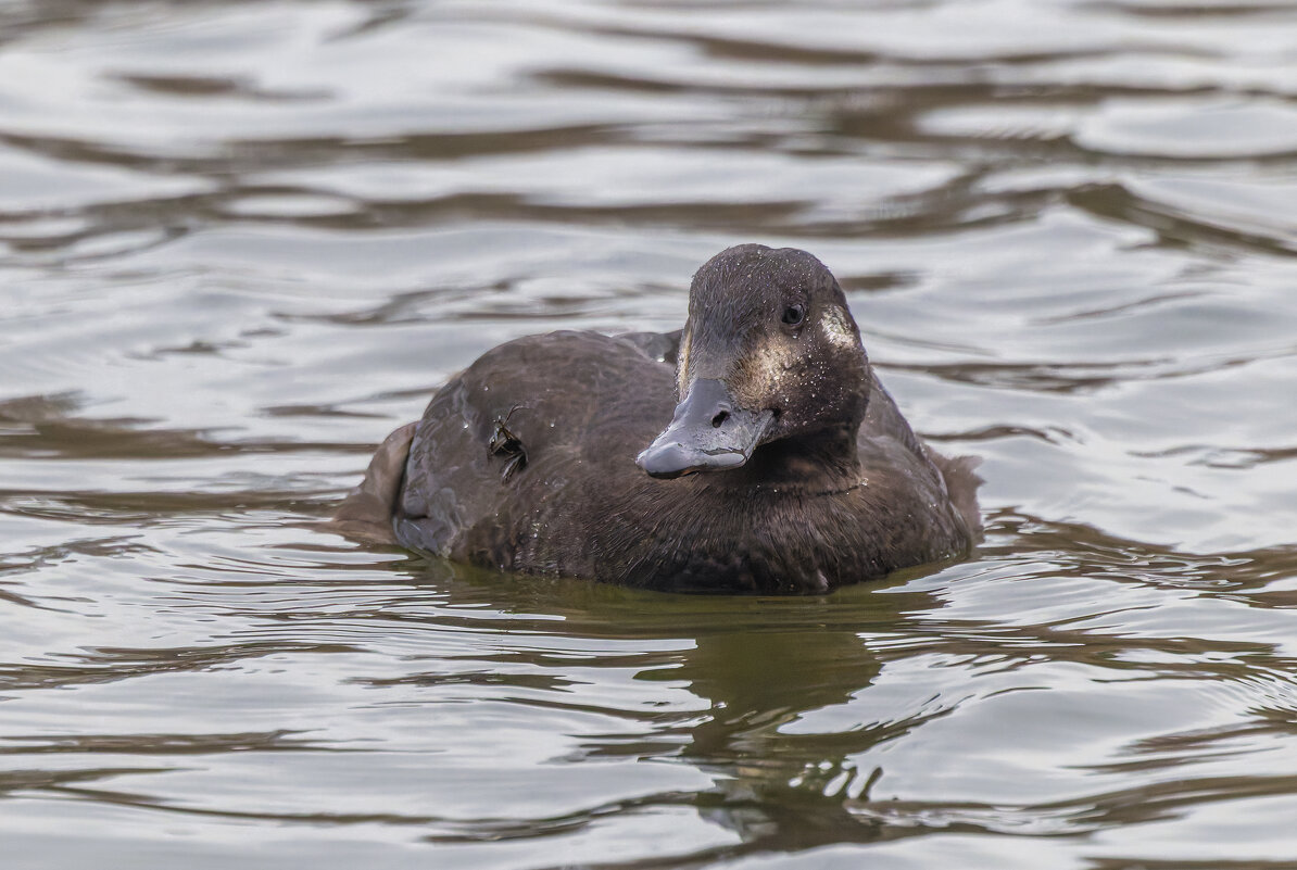 турпан. - юрий макаров