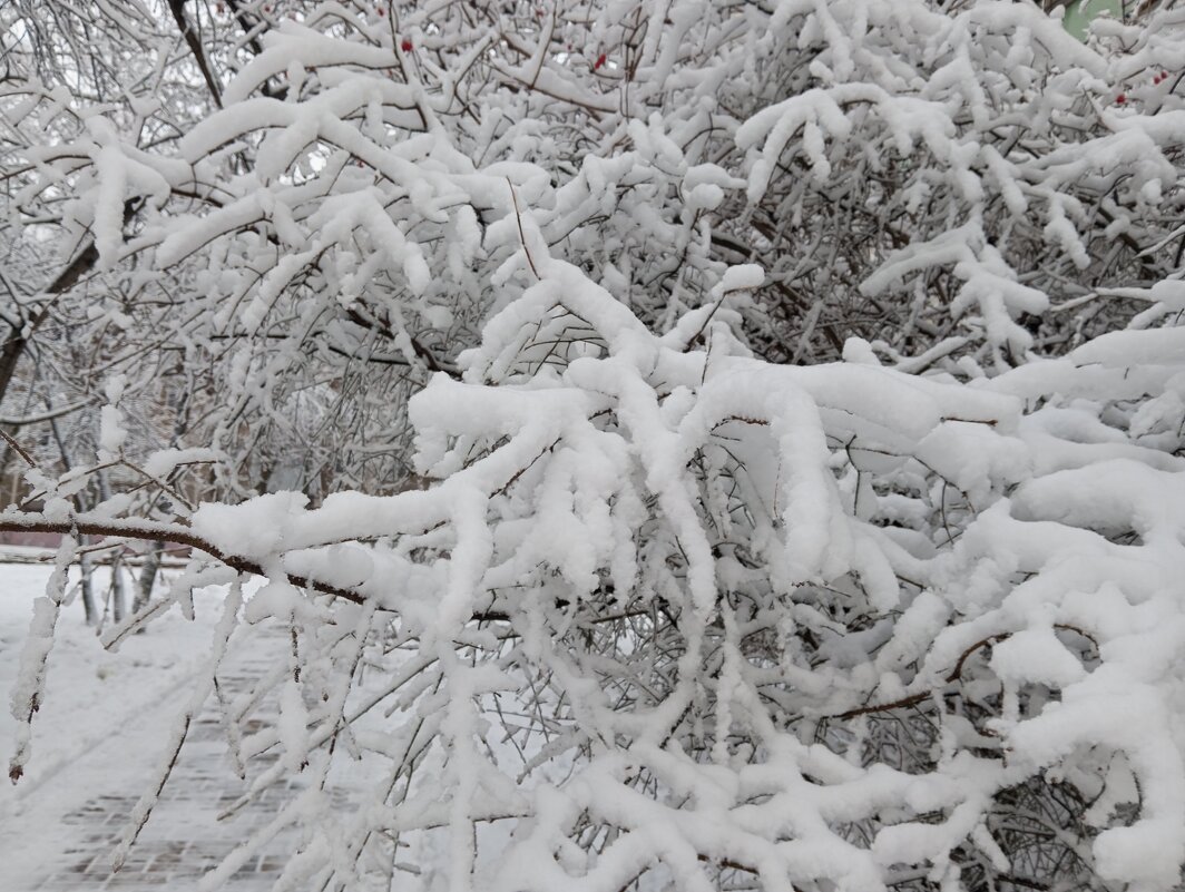Снежной зимой - Елена Семигина