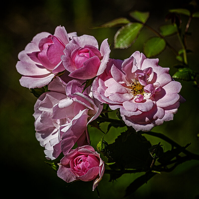 *** - Александр 