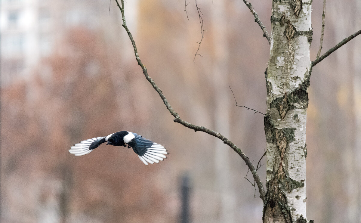 Сорока. - Владимир Безбородов