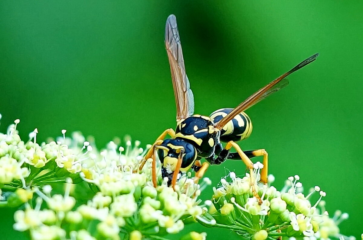 Макро мир вокруг нас... - Николай Саржанов Макро мир вокруг нас... - Николай Саржанов