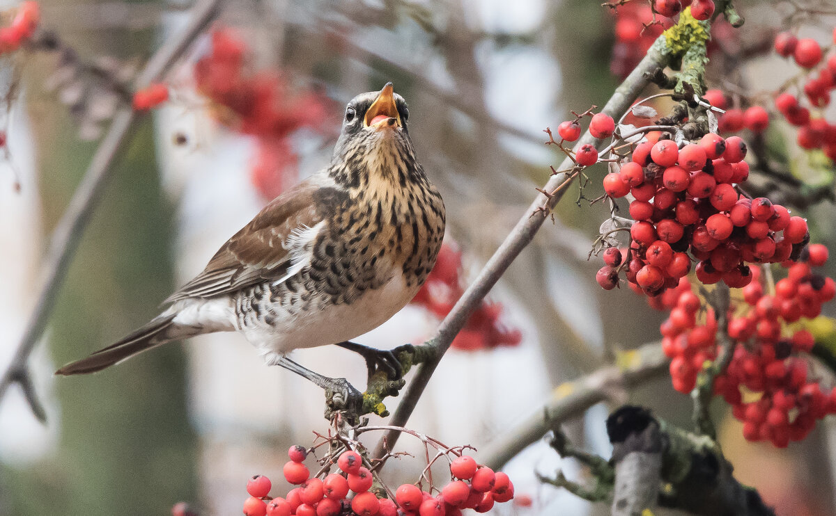 **** - Владимир Безбородов **** - Владимир Безбородов