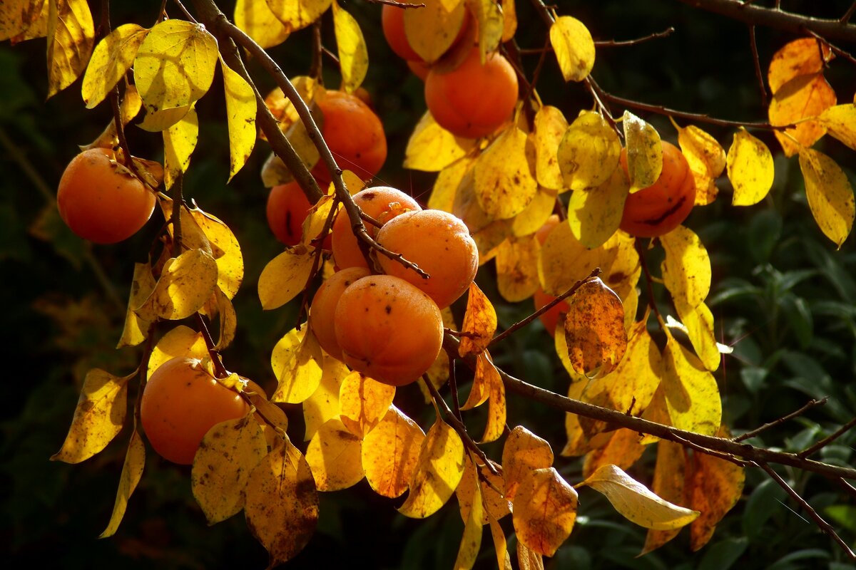 Дары осени - Юрий. Шмаков Дары осени - Юрий. Шмаков