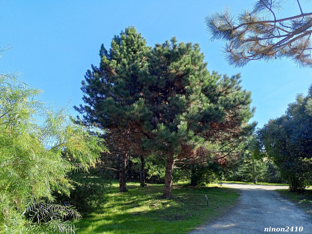 Адлер. Дендропарк "Южные культуры" - Нина Бутко